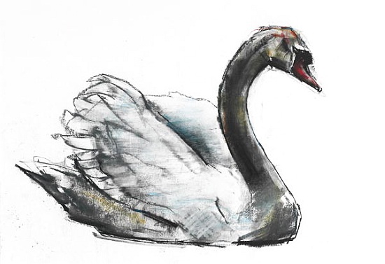 Swan van Mark  Adlington