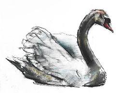 Swan