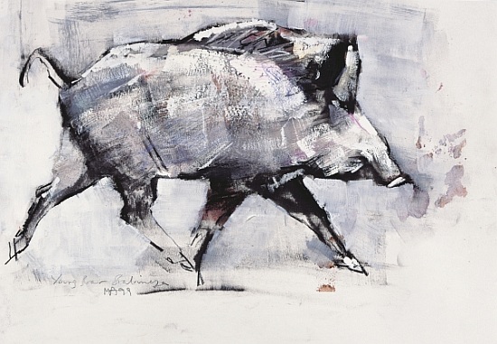 Young boar, Bialowieza, Poland van Mark  Adlington