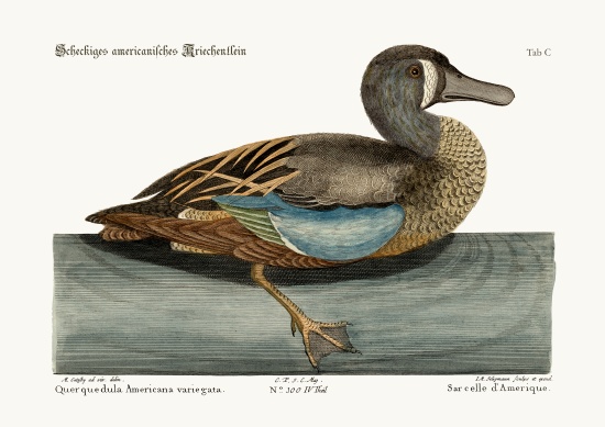 The White-face Teal van Mark Catesby