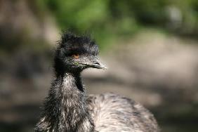 Großer Emu