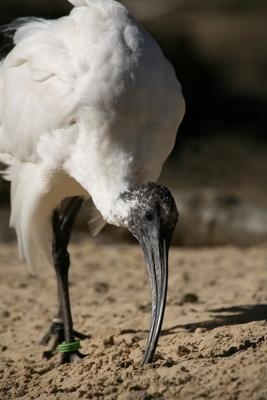 Ibis