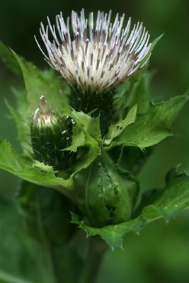 Kohl-Kratzdistel