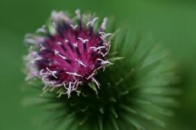 Distel