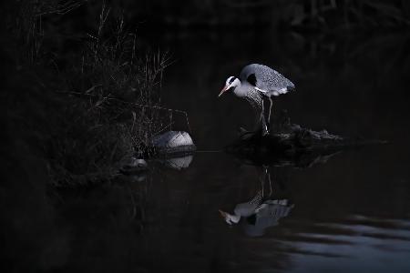 Watcher in the moonlight