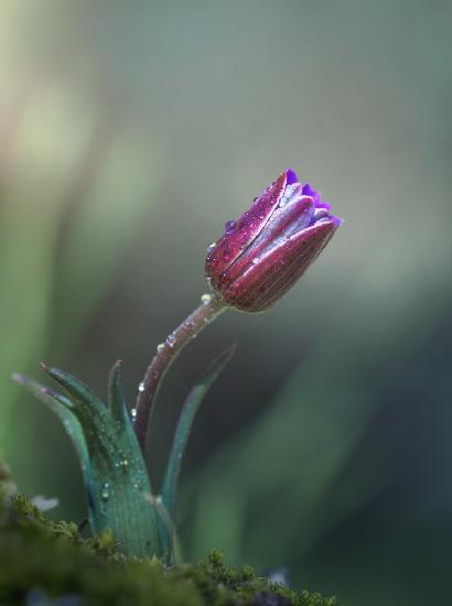 Lanemone .... creduto di essere un tulipano ....