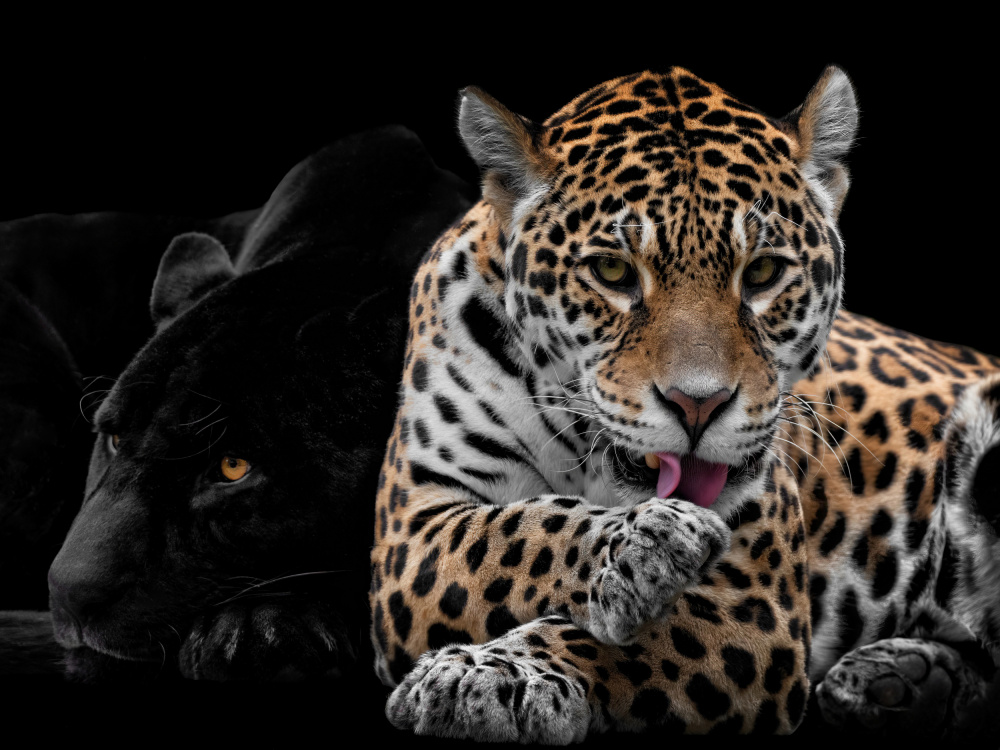 Mr and Mrs Jaguar - Panthera Onca van Mathilde Guillemot