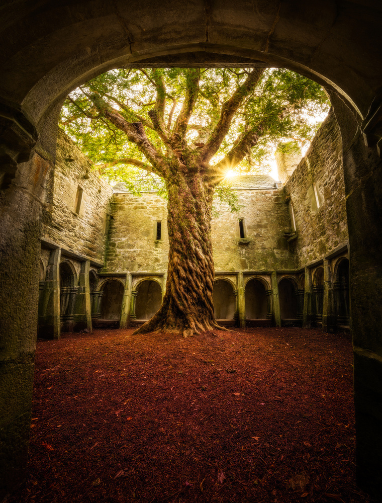 &quot;Muckross Abbey - Tree of Life&quot; van Matt Anderson