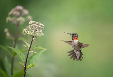 Hummingbird