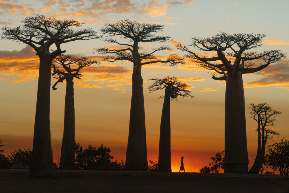 Baobabs in Sunset van Mei Shi