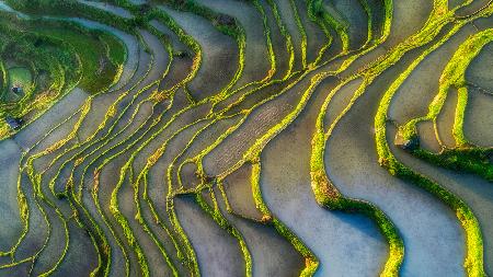 Terraced Fields