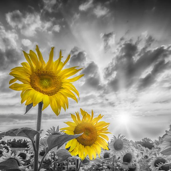 Twee zonnebloemen in focus van Melanie Viola