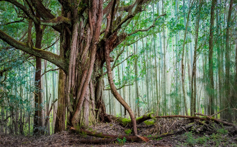 Waipio Valley Rainforest van Michael Delman