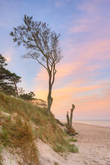 Baum am Darßer Weststrand an der Ostsee auf der Halbinsel Fischland-Darß-Zingst