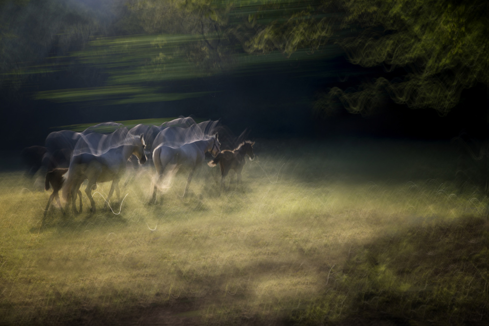 On the pasture van Milan Malovrh