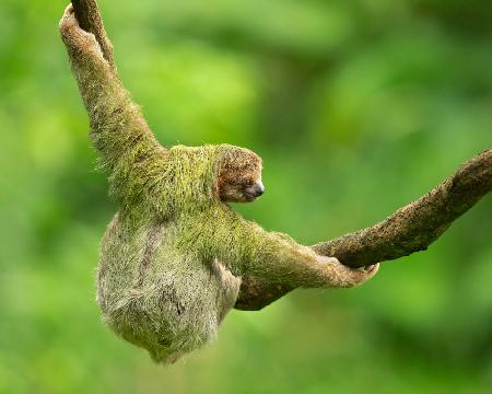 Brown-throated sloth