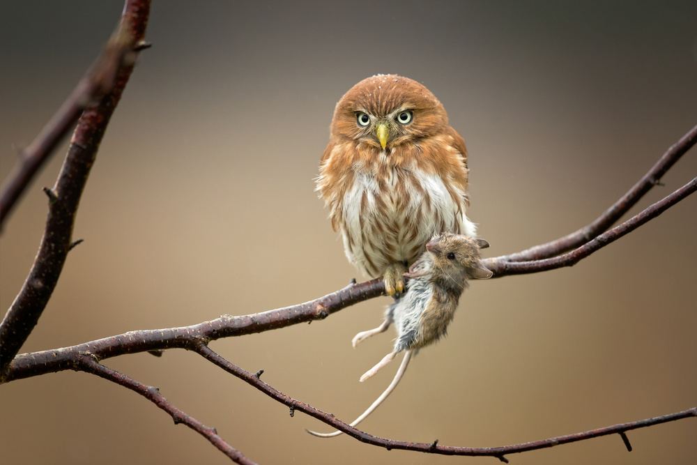 Ferruginous Pygmy Owl van Milan Zygmunt