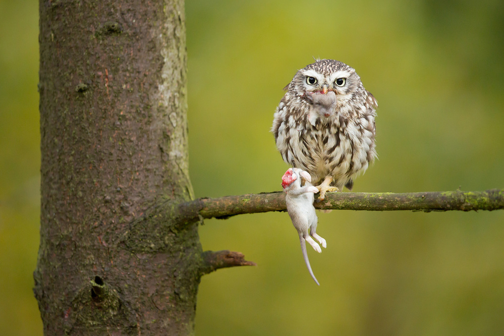 Little Owl van Milan Zygmunt