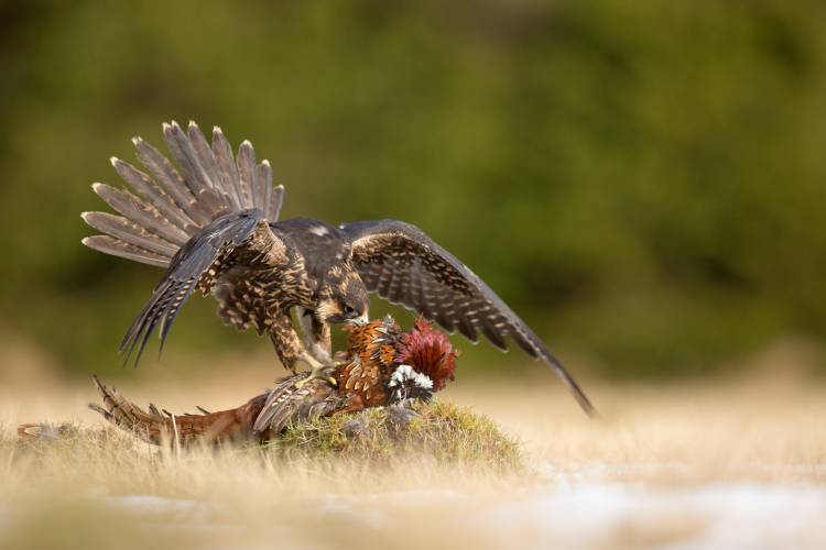 Peregrine Falcon van Milan Zygmunt