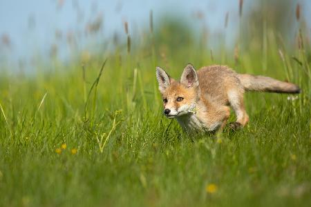 Red Fox