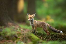 Red Fox