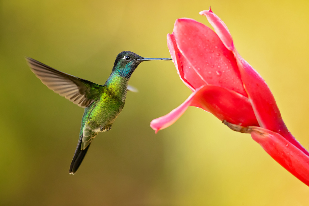 Talamanca hummingbird van Milan Zygmunt
