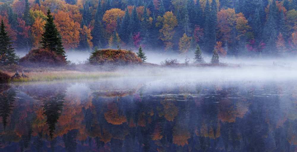 Laurentian Forest van Mircea Costina