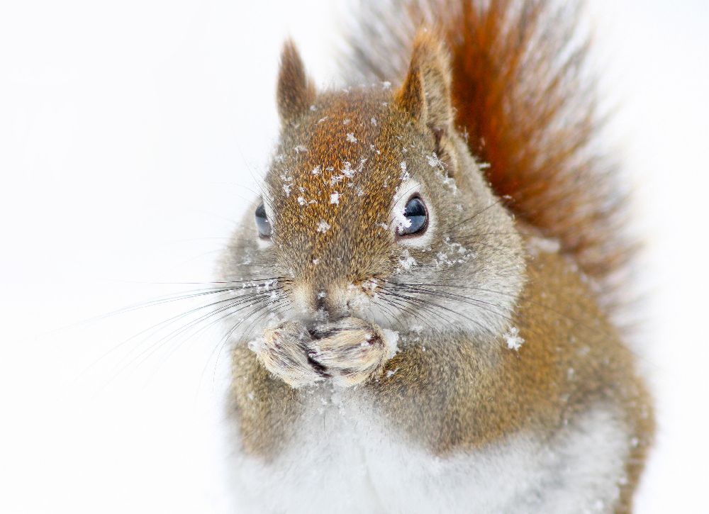 Christmas Squirrel van Mircea Costina