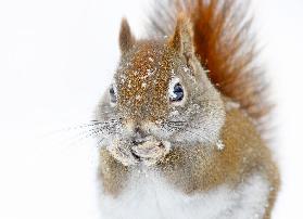 Christmas Squirrel