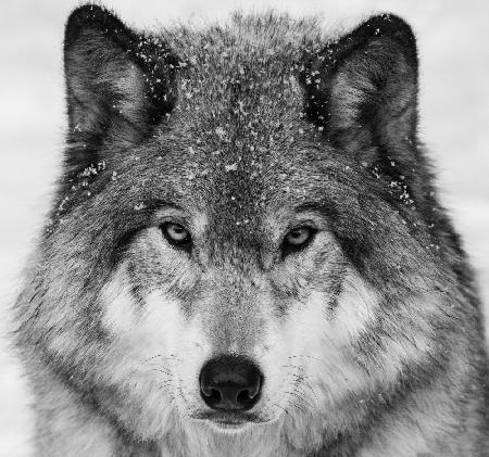 Wolf Portrait