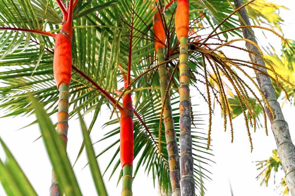 Palmen, Natur, Bali, tropisch, Regenwald, Farben der Natur van Miro May