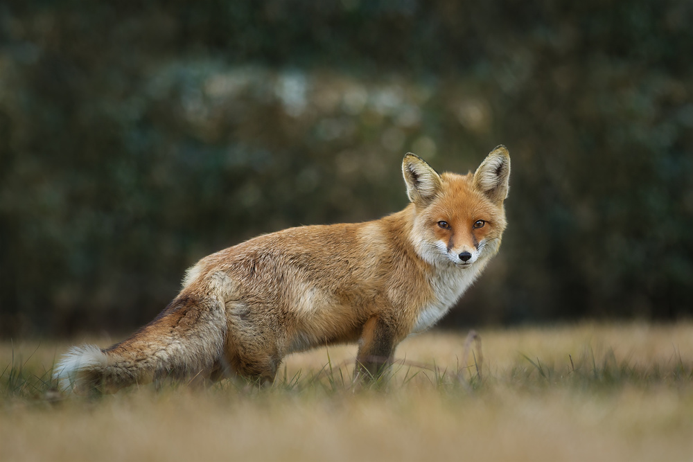 Red Fox van Mohammad Oskoei