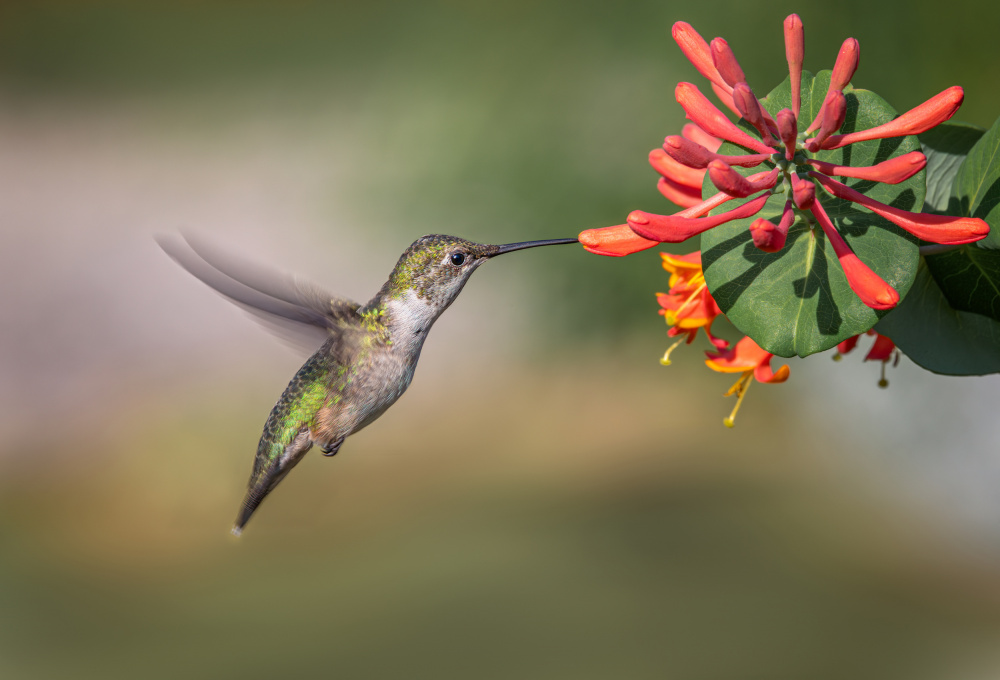 Hummingbird van Molly Fu