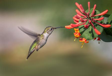 Hummingbird