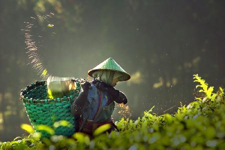 tea pickers