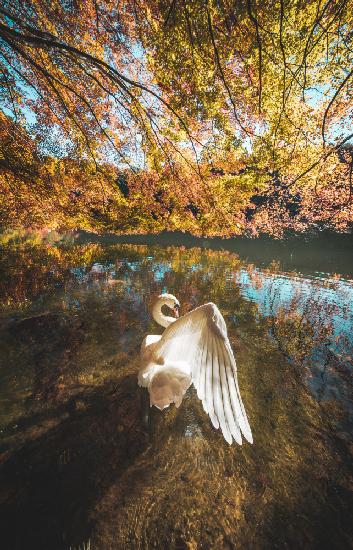 The lake of swan