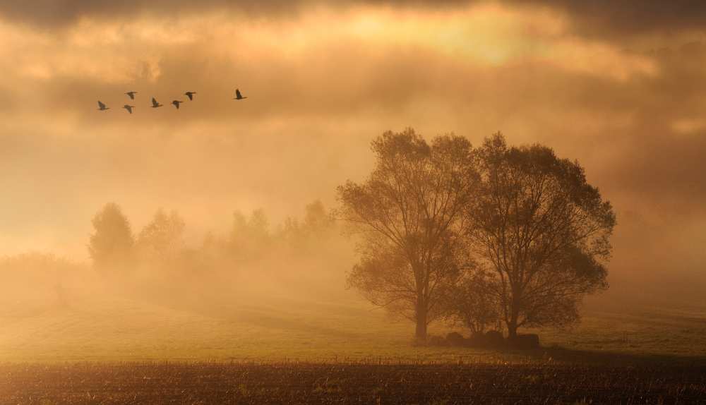 two trees van Muriel Vekemans