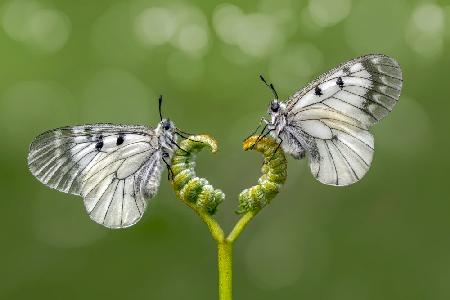 Face to face