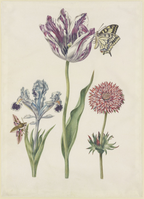 Iris mit Wolfsmilchschwärmer, Tulpe mit Schwalbenschwanz, Anemone van N. Robb