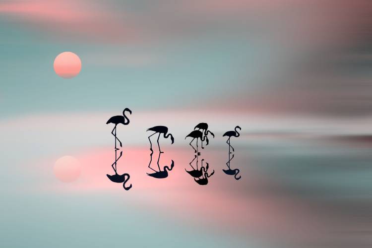 Family flamingos van Natalia Baras
