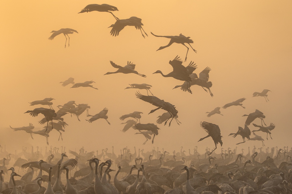 Cranes at sunrise... van Natalia Rublina
