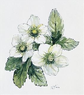 Christmas rose 