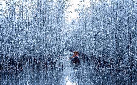 Melaleuca forest in winter