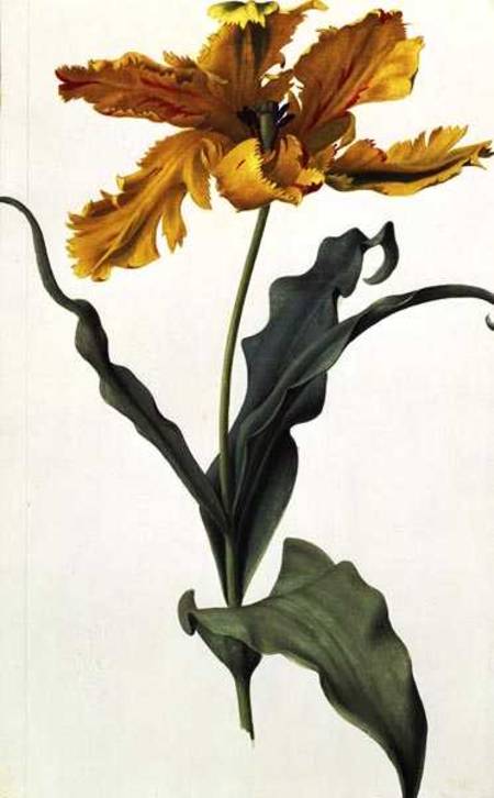Tulip van Nicolas Robert