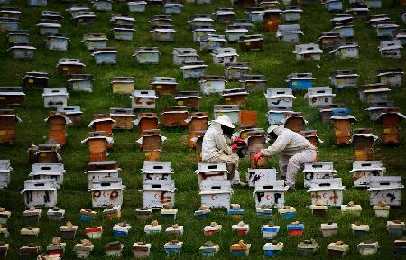 The Beekeepers