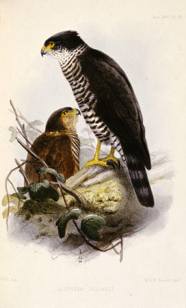 Accipiter Collaris (Semicollared Hawk) van 