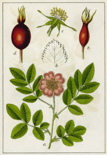 Alpine Rose / Colour lithograph / 1904 van 
