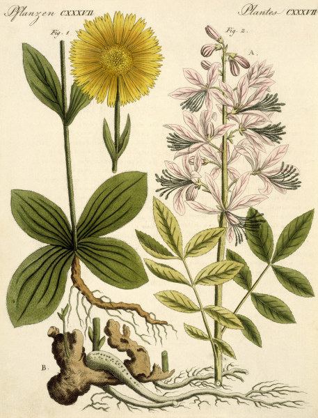 Arnica and glas plant / Bertuch 1813 van 