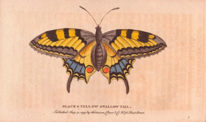 Black and yellow swallowtail butterfly van 