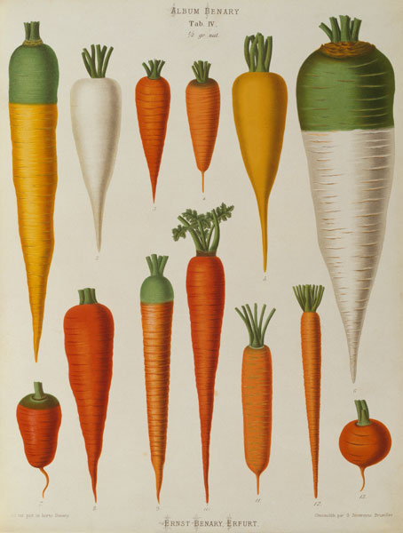Carrots, Album Benary / Colour lithogr. van 